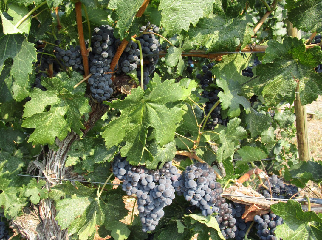 Lock & Worth Winery-彭蒂克顿必去景点