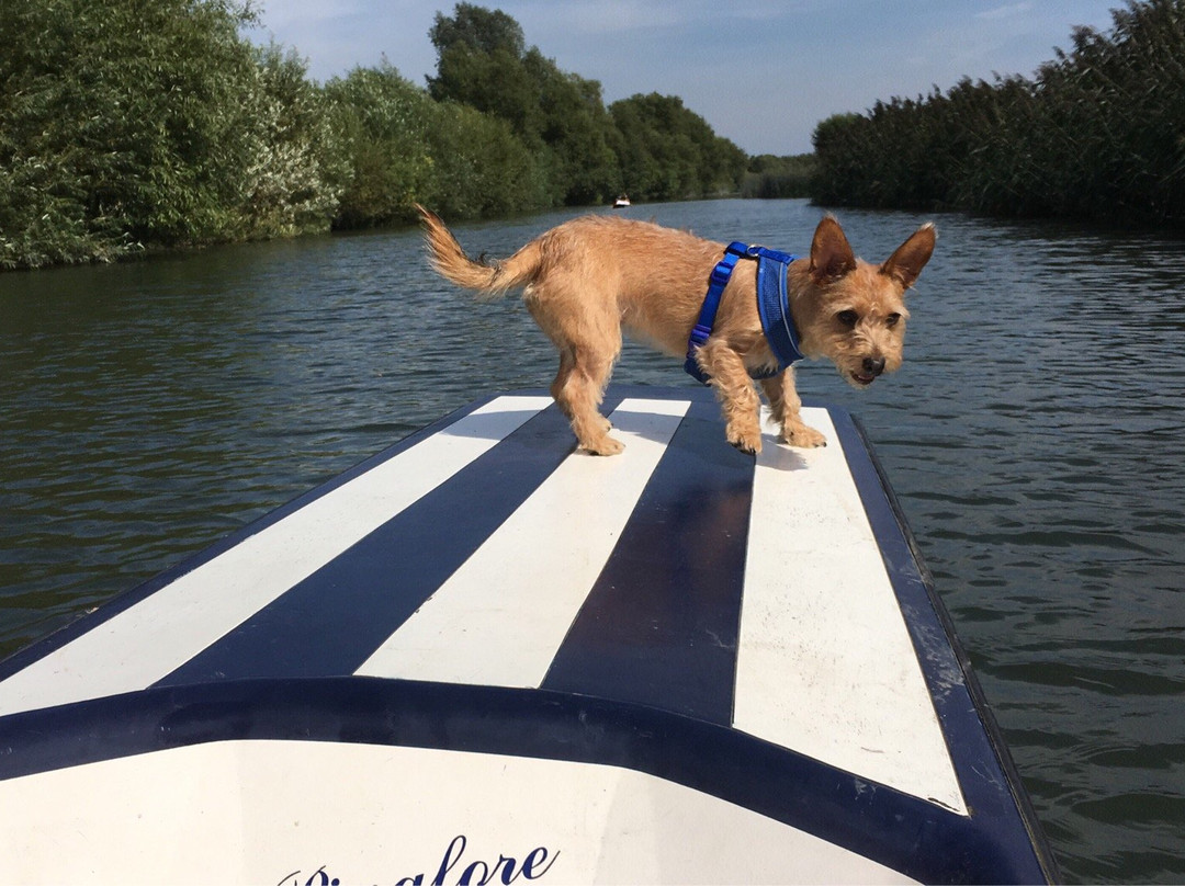 Oxford Punts and Paddle Boats景点图片