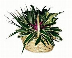 D Garden The Superlative Floratique-塞维尔维尔必去景点