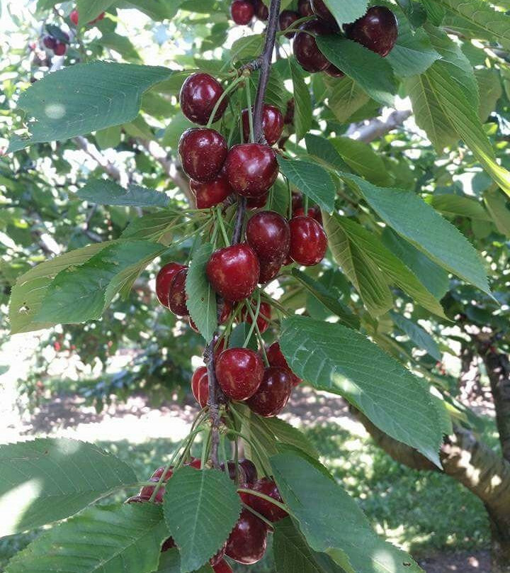 Cherry Avenue Farms景点图片