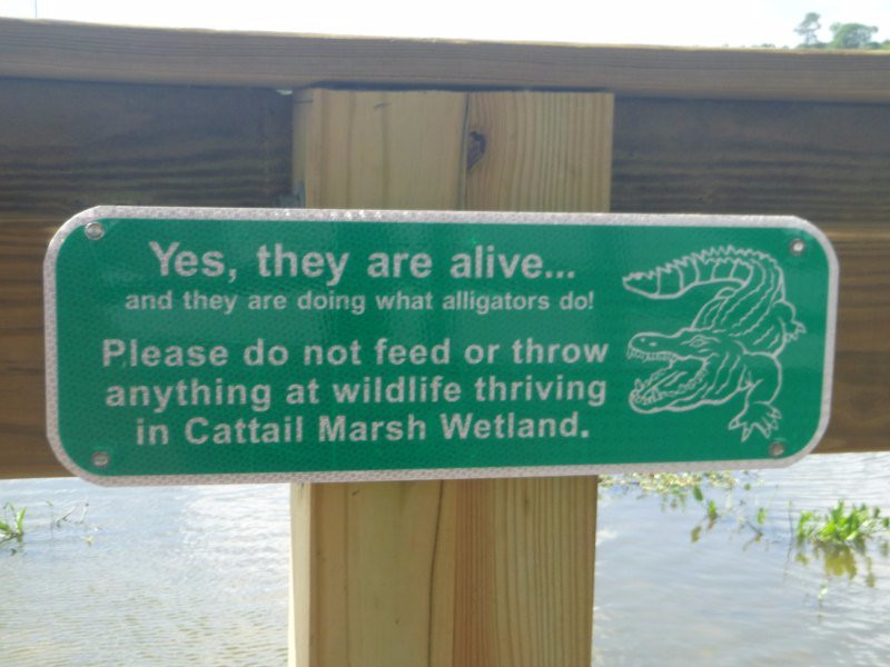 Cattail Marsh-博蒙特必去景点