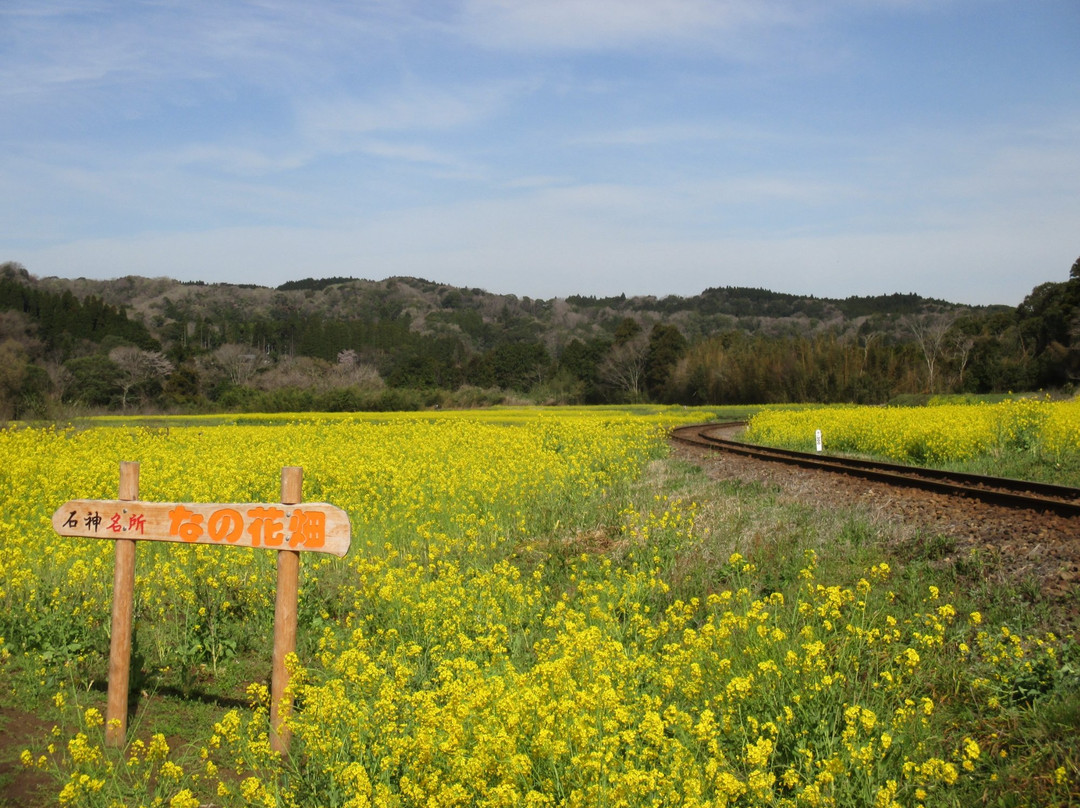 Ishuigami no Nanohana Batake-市原市必去景点