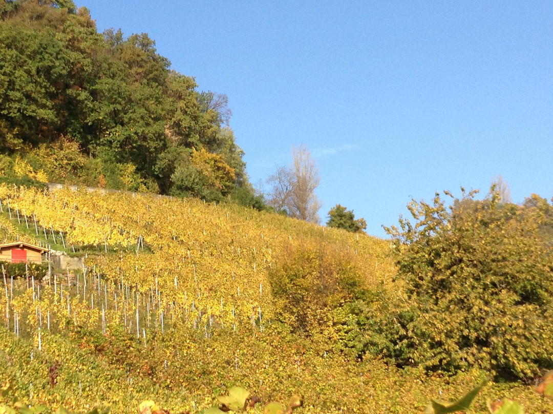 Ruinen Wartenberg & Rebenweg-Muttenz必去景点