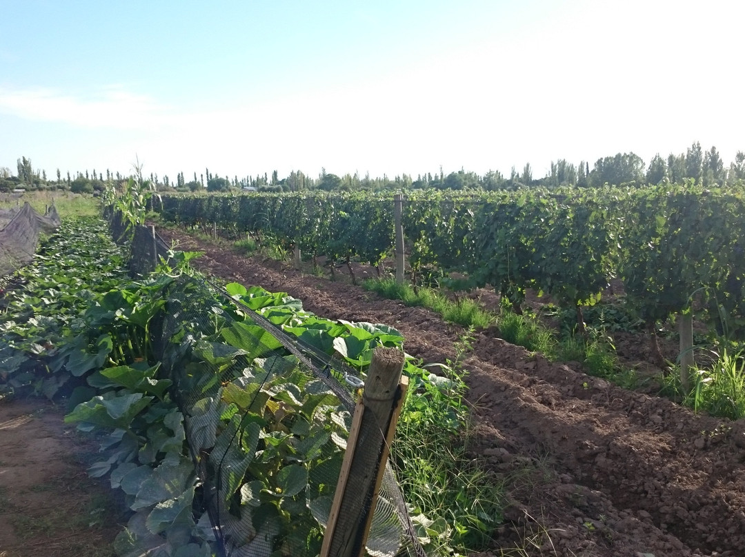 Millanti Viajes y Turismo-圣拉斐尔必去景点