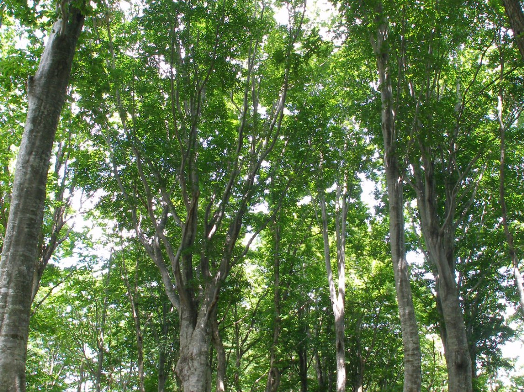 Madarao Kogen Yama no Ie-饭山市必去景点