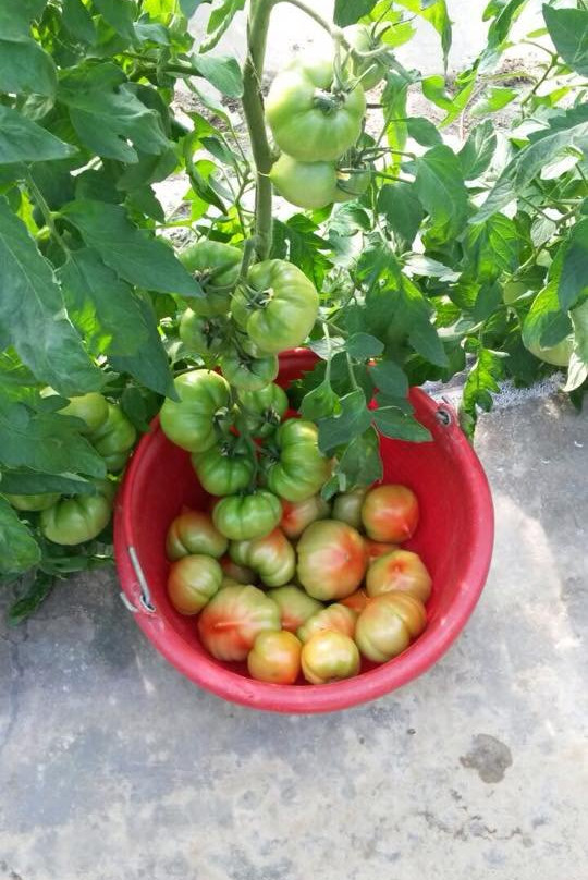 Azienda Agricola Malaguti景点图片