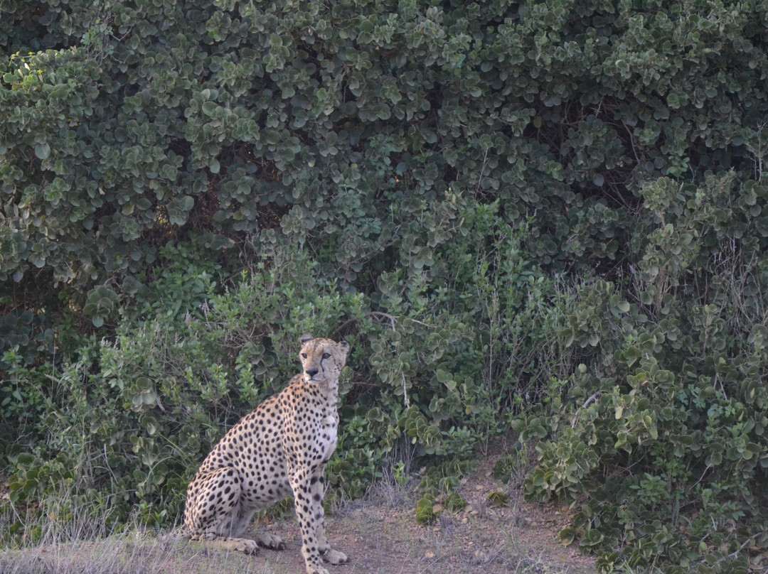 Wild Africa - Tours景点图片