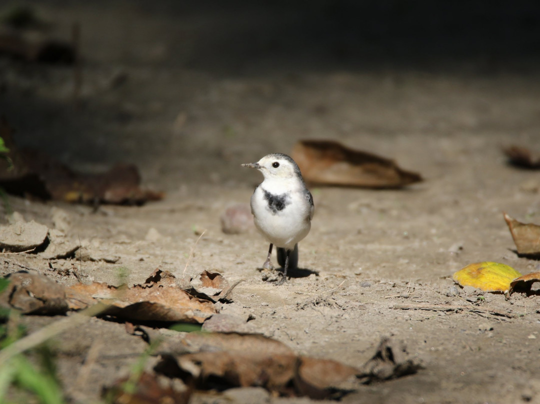 Bura-Chapori Wildlife Sanctuary景点图片