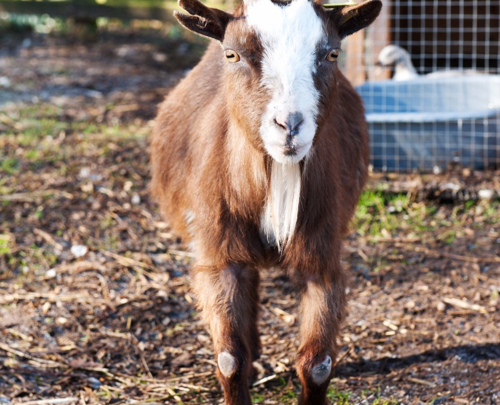 Wetheriggs Animal Rescue-Barnard Castle必去景点