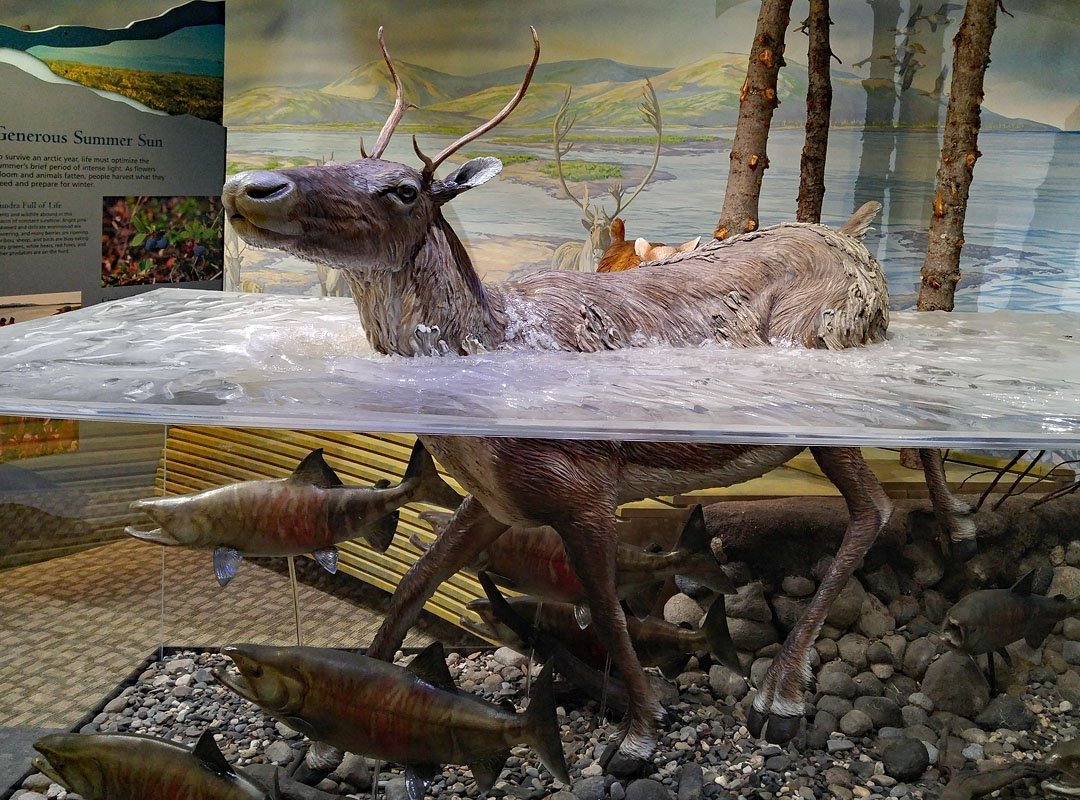 Northwest Arctic Heritage Center-Kotzebue必去景点