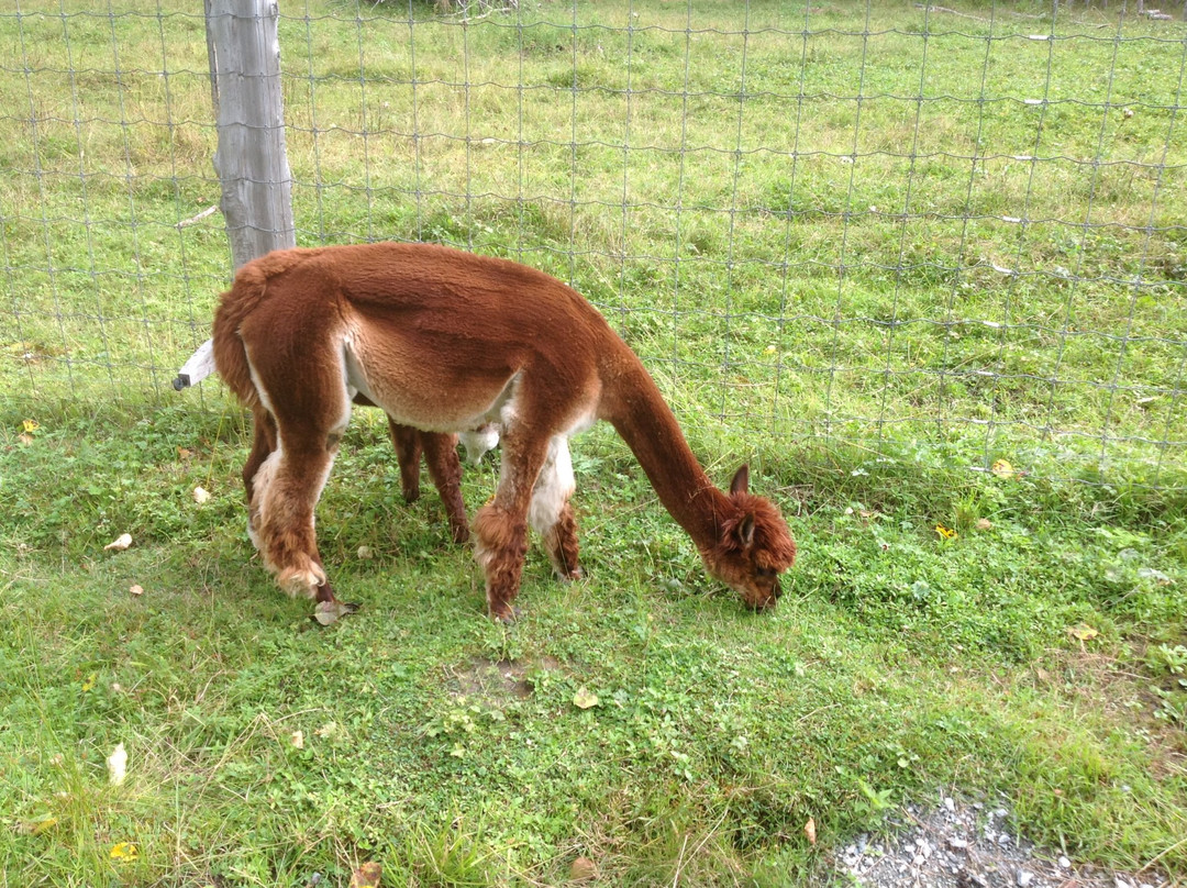 Dream Acres Alpacas景点图片