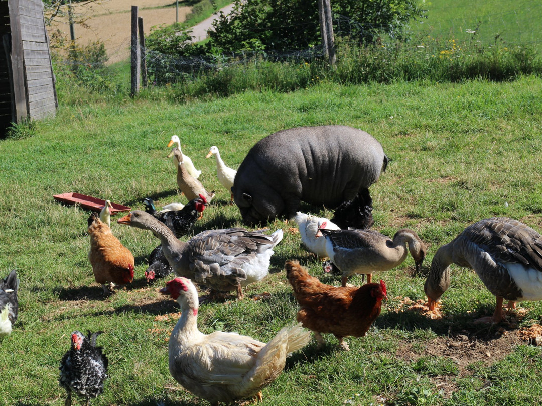 Ferme des Ours Gourmands景点图片