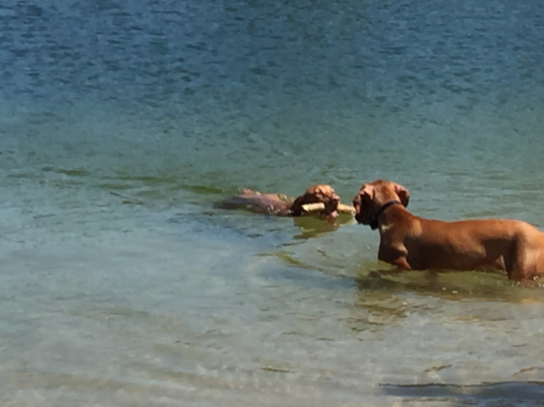 L.E Ray dog park-格兰德岛必去景点