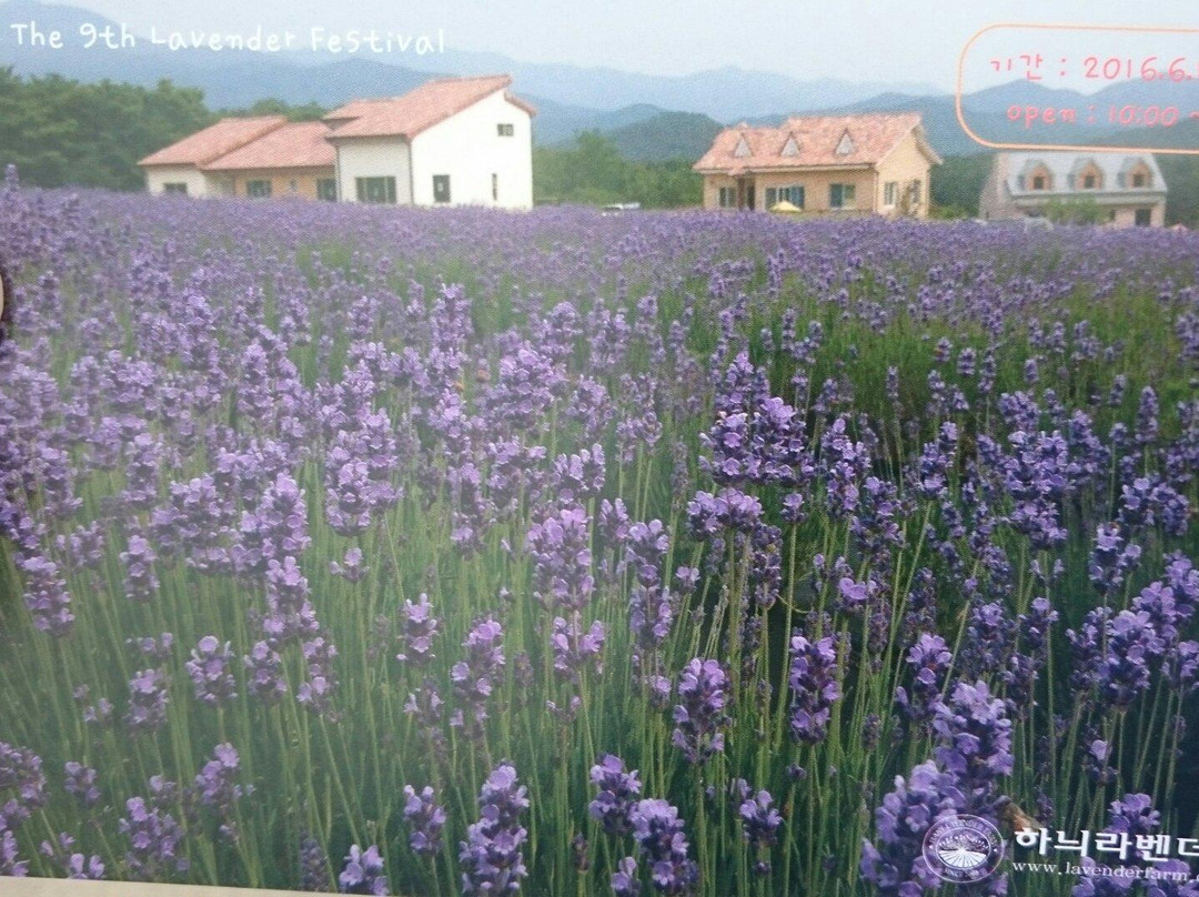 Haneui Lavender Farm-高城郡必去景点