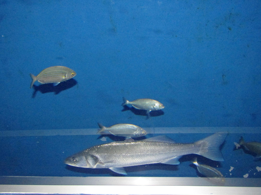 Acquario Mediterraneo dell'Argentario景点图片