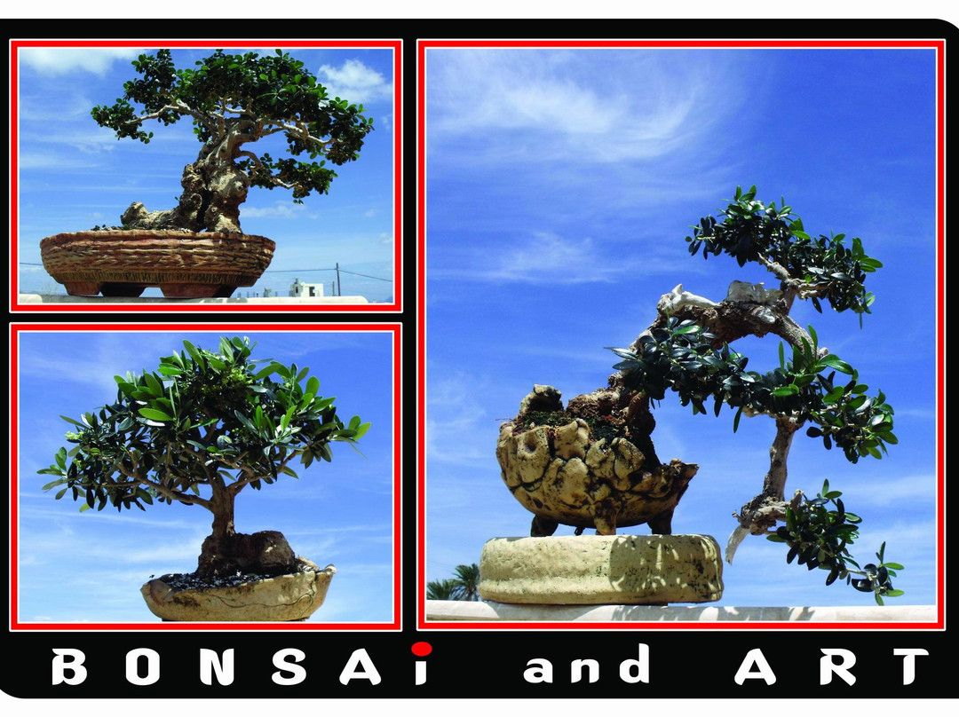 Bonsai and Art景点图片