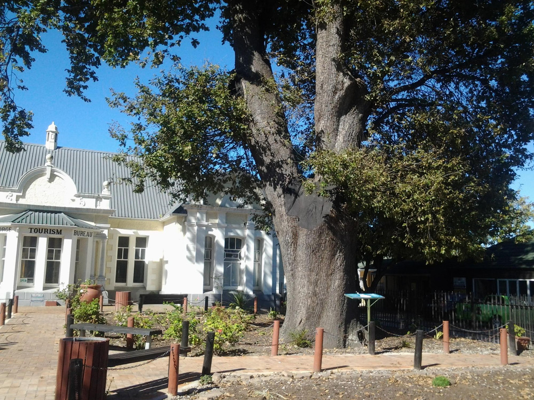 The Old Slave Tree-乔治必去景点