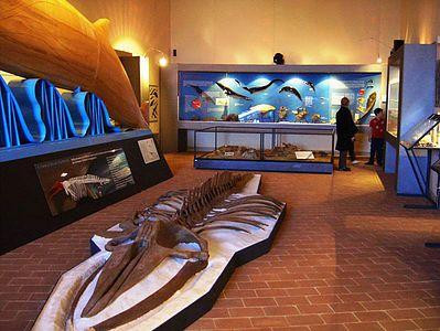 Museo Geologico G. Cortesi景点图片
