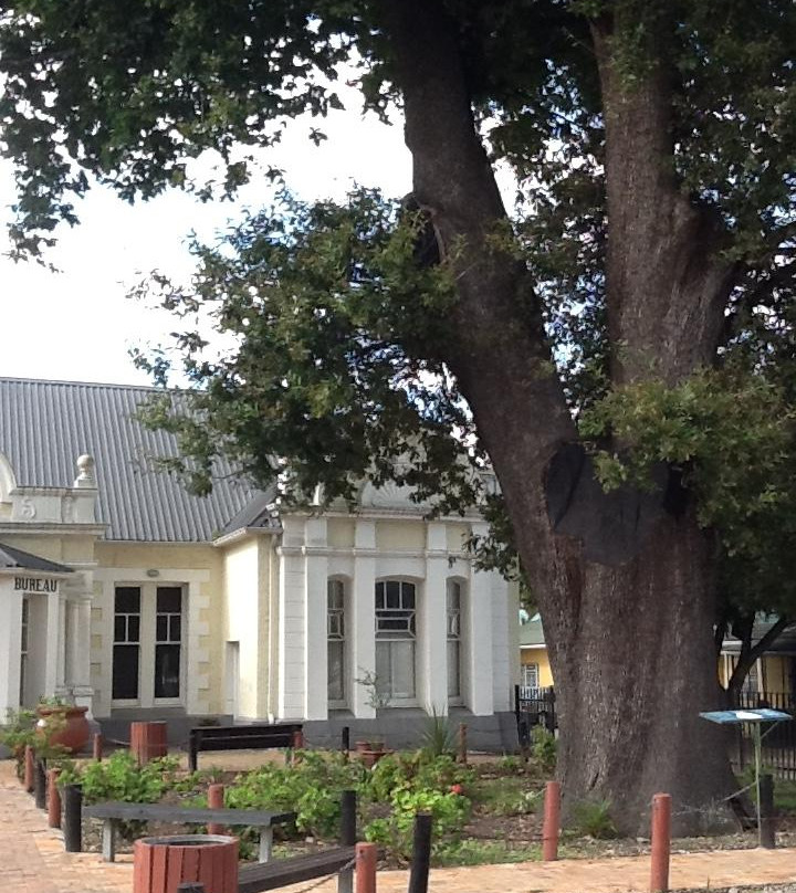 The Old Slave Tree-乔治必去景点