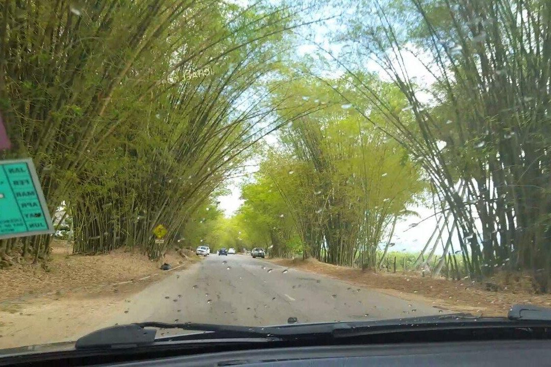 Bamboo Avenue-牙买加必去景点