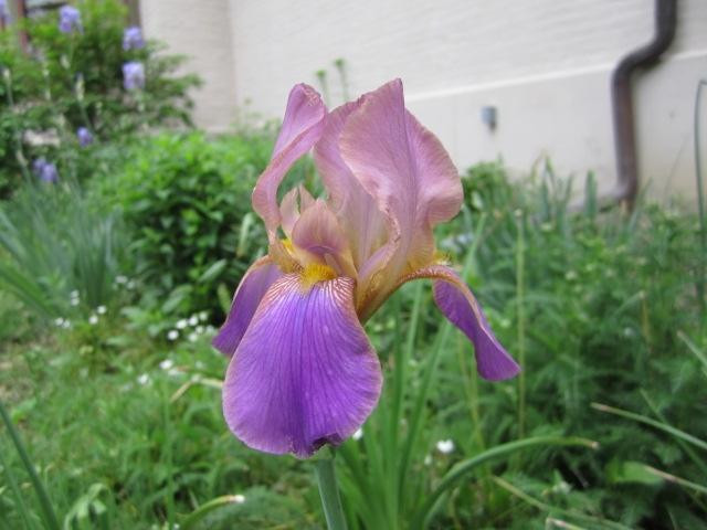 Benton House Historic Garden-印第安纳波利斯必去景点
