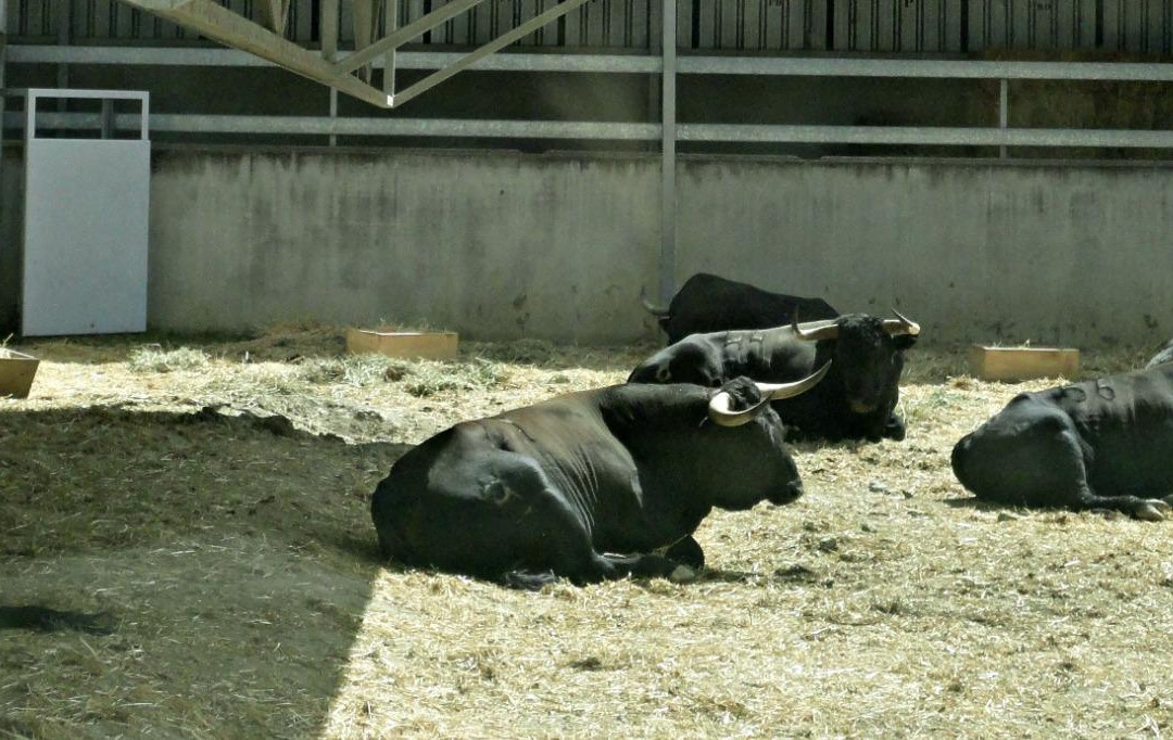 Corrales del Gas-潘普洛纳必去景点