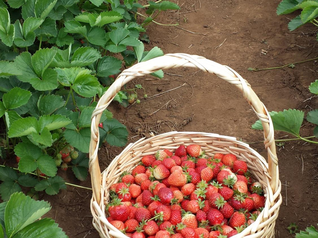 Olson Farms-塞勒姆必去景点