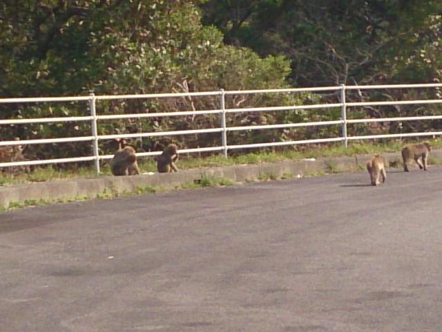 Odo Coast-大月町必去景点
