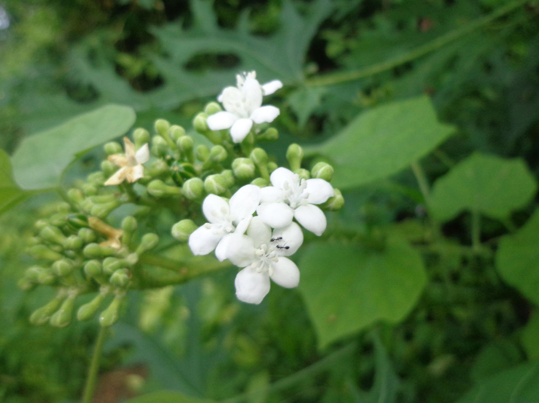 Casa Itzamná-Coba必去景点