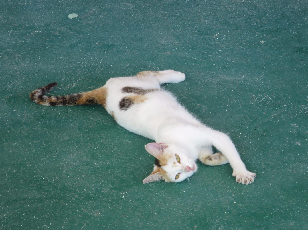 Flash of Beauty-Anegada必去景点