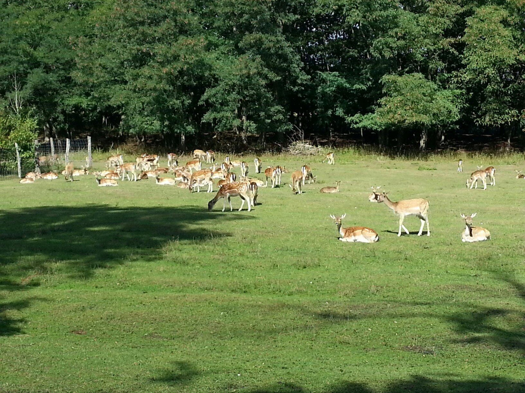 Wildpark Frankfurt景点图片