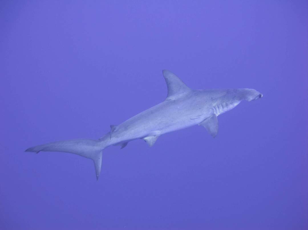Daedalus Reef Lighthouse-红海和西奈半岛必去景点