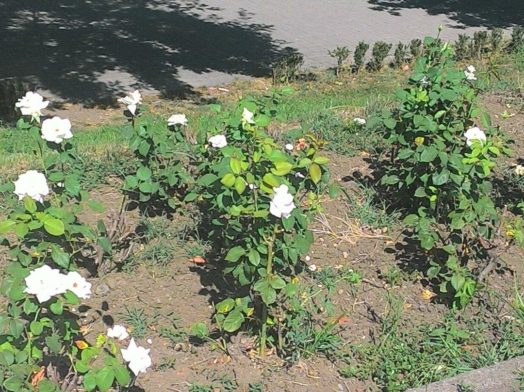Parcul Copiilor景点图片