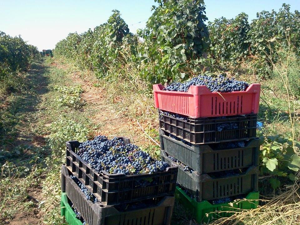 Rotenberg Winery景点图片