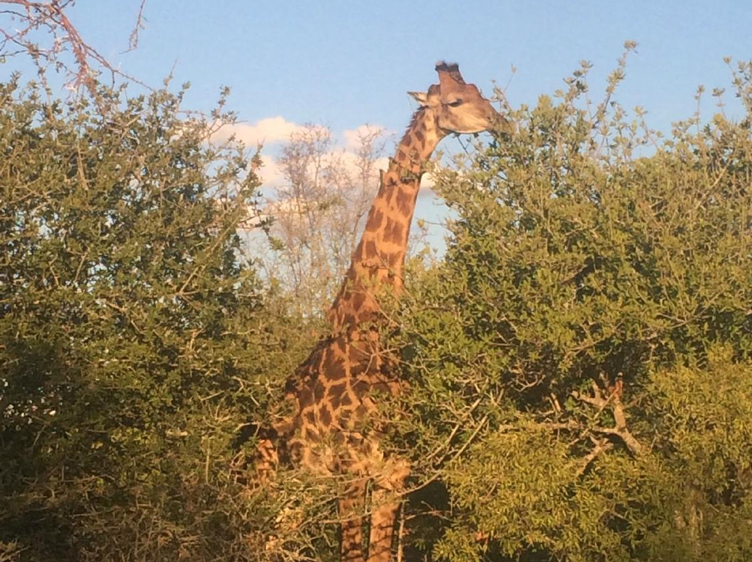 Kruger Sky Shuttle Service-赫拉斯科普必去景点