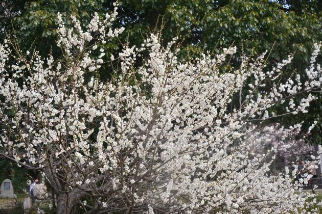 Okami Shrine-枚方市必去景点