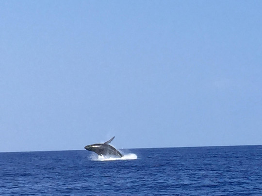 Hang Loose Boat Tours-凯鲁瓦-柯纳必去景点