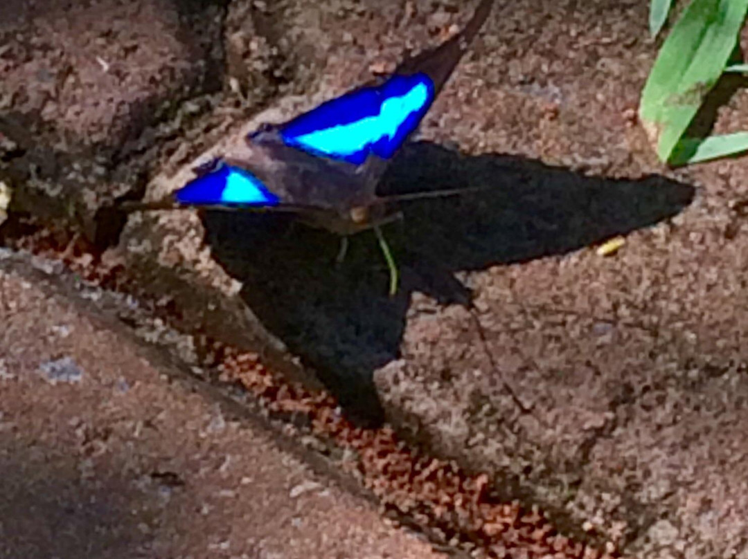 Parque Vitória-Cascavel必去景点