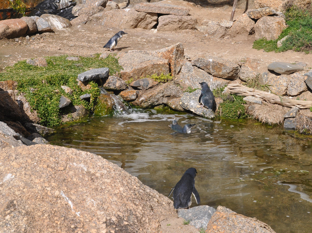 Penguin Centre-维克多港必去景点