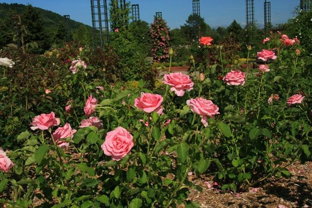 Iwamizawa Park-岩见泽市必去景点