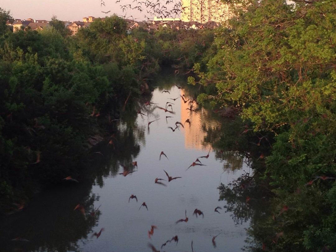 Waugh Drive Bat Colony-休斯顿必去景点