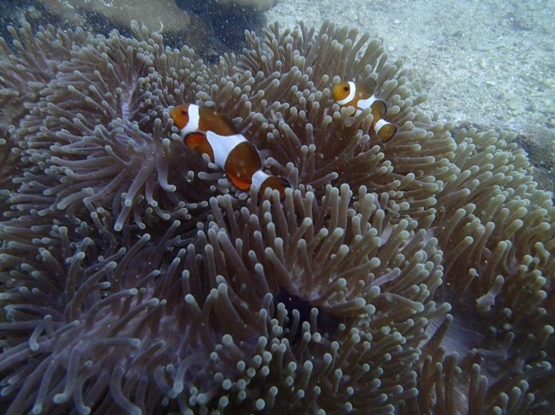 Tioman Reef Divers-刁曼岛必去景点