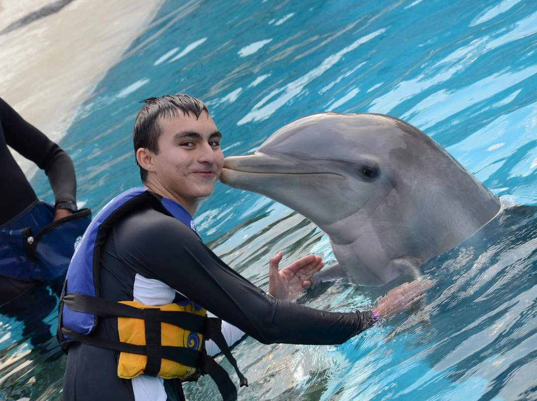 Dolphin Discovery-墨西哥城必去景点