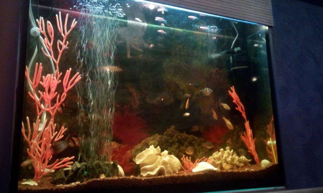 Leninsky餐馆和美食-Kakadu