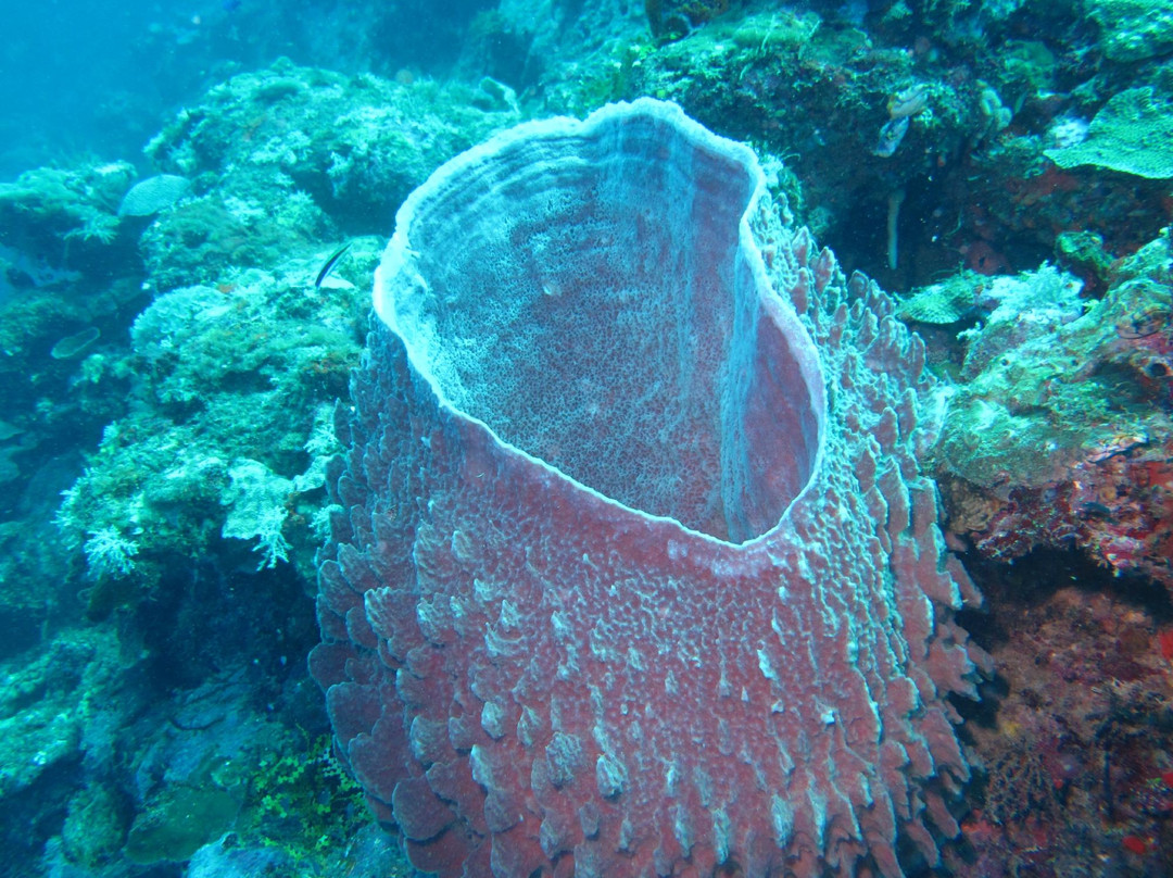 Scuba Ventures-Kavieng必去景点