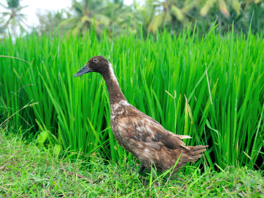 Ubud Botany Interactive-乌布必去景点