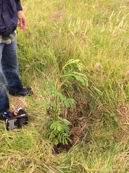 Hawaiian Legacy Tours-希洛必去景点