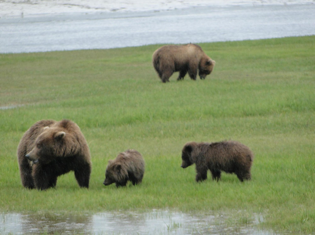 Alaska Bear Adventures-荷马必去景点