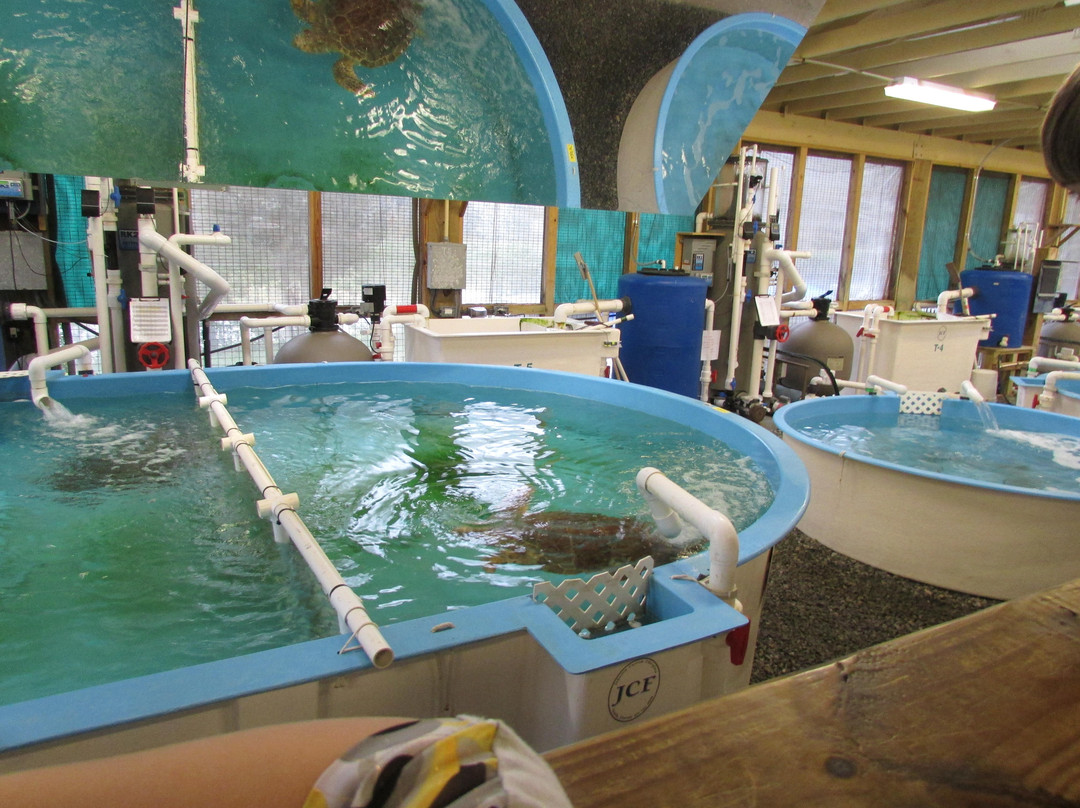 Georgia Sea Turtle Center-吉柯岛必去景点