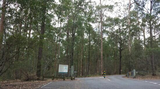 Daisy Hill Conservation Park and Koala Centre景点图片